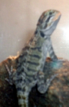 baby beardie