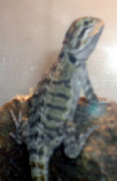baby beardie