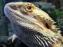 Super Close Up