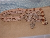 hypoarab1