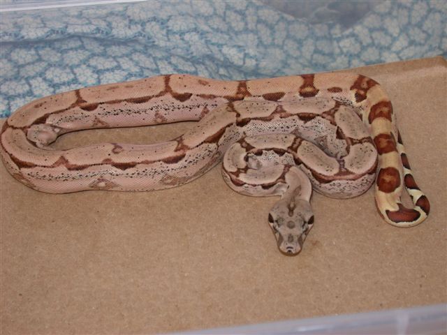 hypoarab1