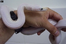 lucyboa