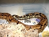 new arab g tail
