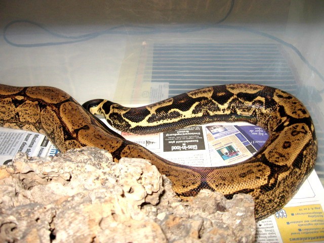 new arab g tail