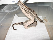 witbuik2