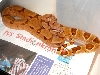 newsalmon6