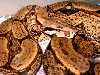 male arab new head