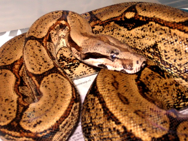 male arab new head