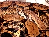 female arab new head