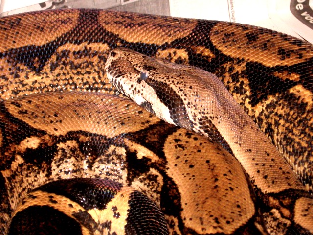 female arab new head