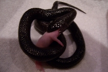 dinner