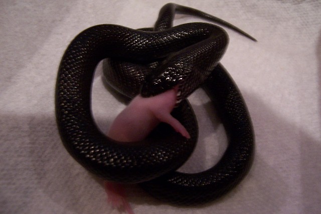 dinner