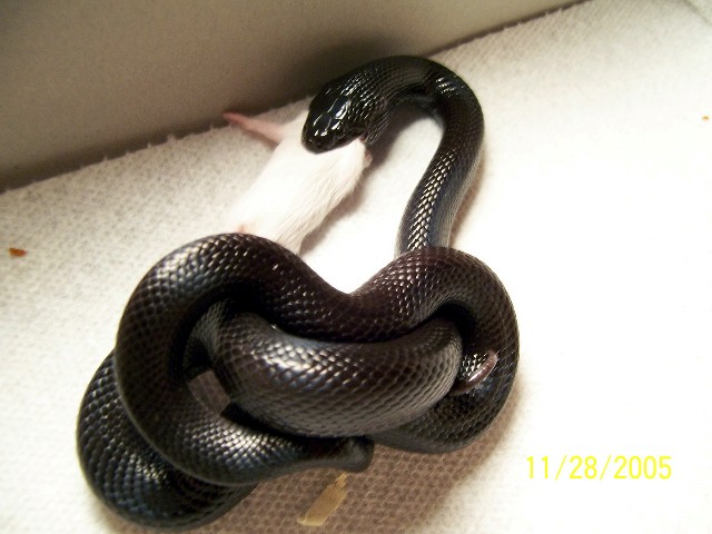 after shed meal