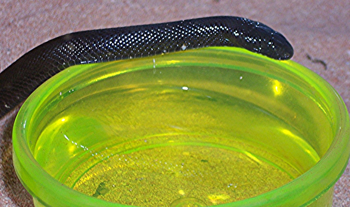 Mexican Black Kingsnake