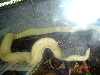DHsnow & Snow Breeding