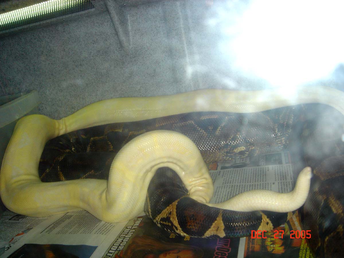 DHsnow & Snow Breeding