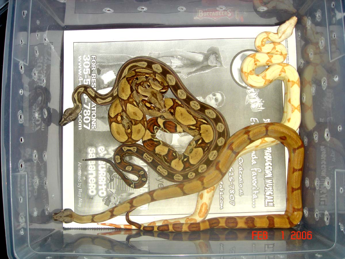 Motley, Jungle, Supersalmon, Sunglow 1