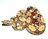 Jungle Boa