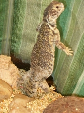 Batista Standing