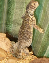 Standing