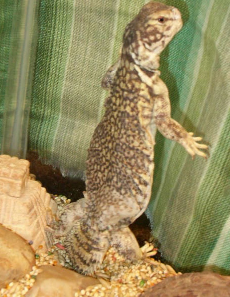 Standing