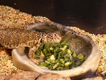 Batista bowl