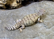 maliHatchling