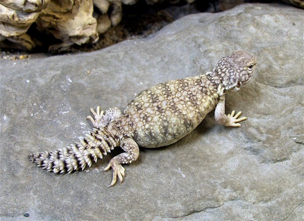 maliHatchling