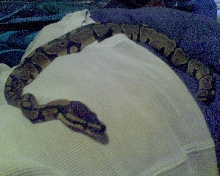 Nym on my bed