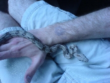 new boa