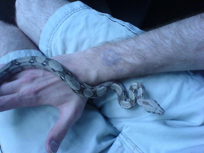 new boa