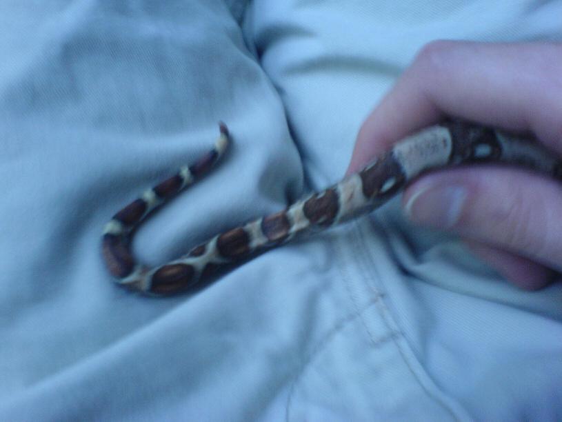new boa tail