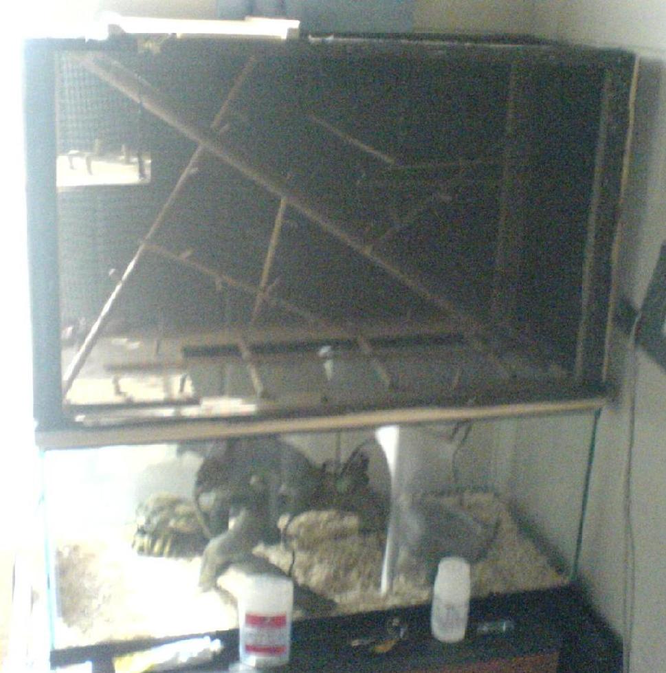 cage1