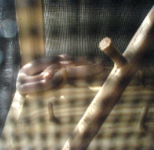 cage3