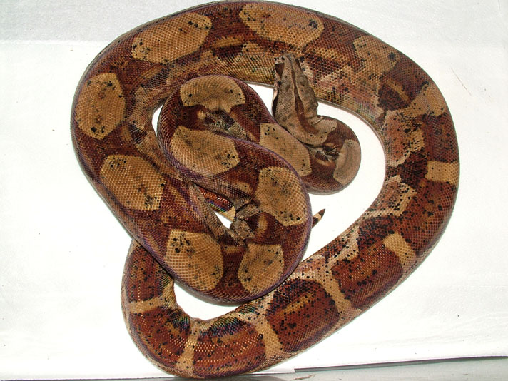 Amber