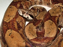 Amber 2