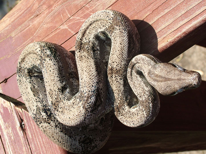 Anery het Albino Male 2