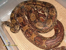Hypo het T female
