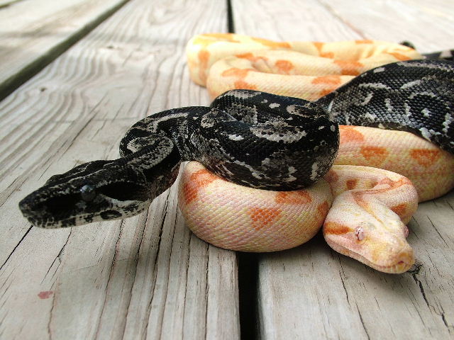 Contrast Albino Sunglow