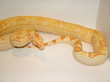 Sharp Albino