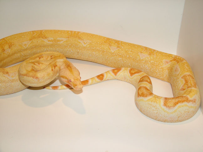 Sharp Albino