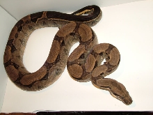 Stripe Het Albino