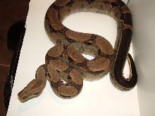 2006 Stripe Het Albino