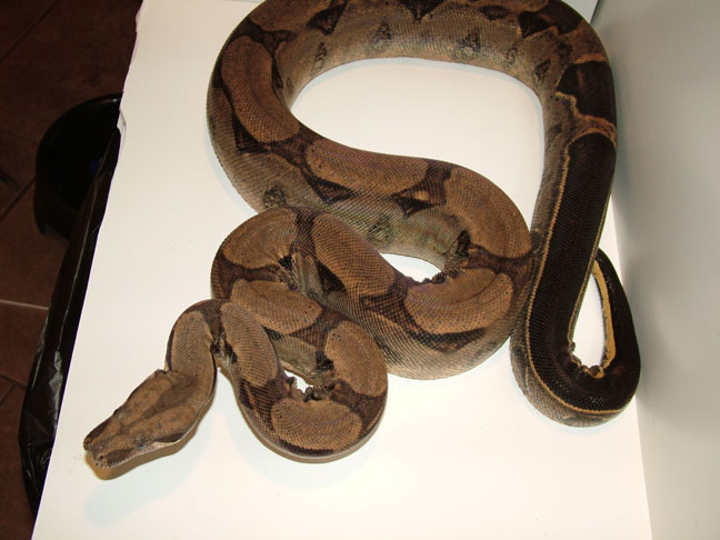 2006 Stripe Het Albino