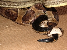 Another pic