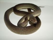 Olive Python