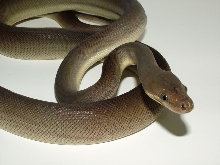 Olive Python