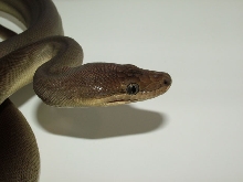Olive Python