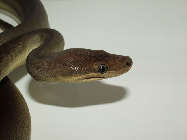 Olive Python