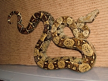 Het BW Caramel Male